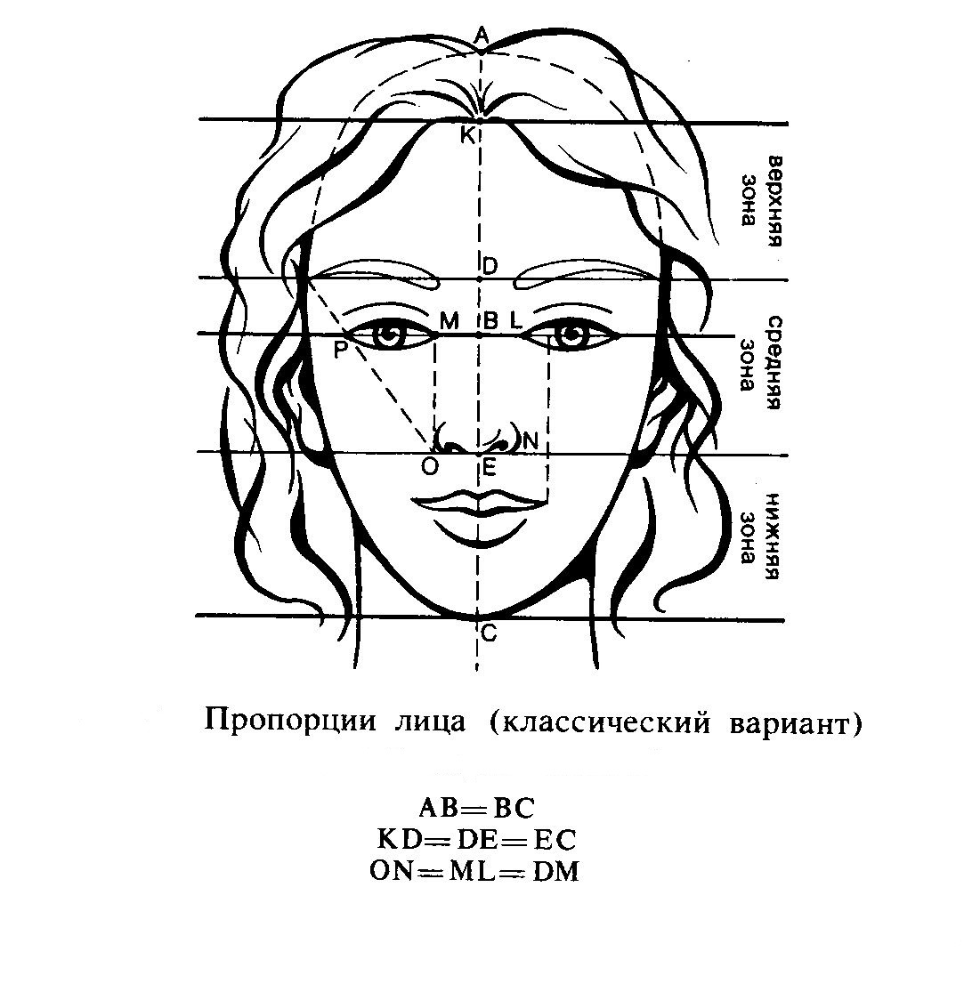 Лицо рисунок схема. Пропорции человеческого лица схема. Портрет схема пропорции лицо. Построение лица человека схема. Пропорции лица человека рисунок.